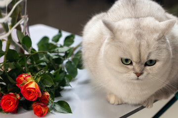 a white cat with flowers on the table 