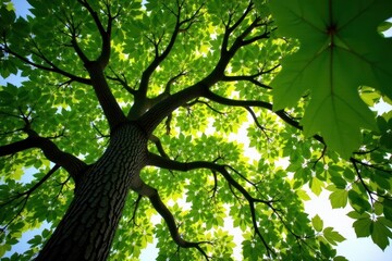 Fototapeta premium Majestic oak tree canopy, sunlight dappling leaves , nature, high angle, summer