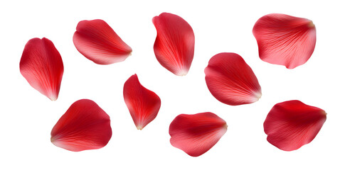 Collection of soft red flower petals, isolated on a white background