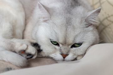 a white cat on the sofa