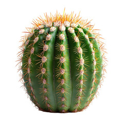 Isolated golden barrel cactus echinocactus grusonii on black background on transparent background