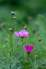 pink cosmos flower in the park