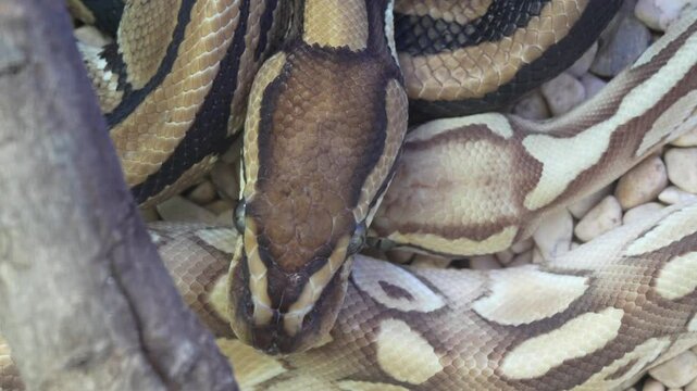 Python regius, commonly known as the ball python or royal python, is one of the most popular pet snakes in the world.