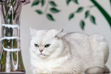 a white cat with flowers on the table 