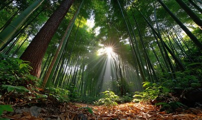 Sunlight streams through bamboo forest canopy