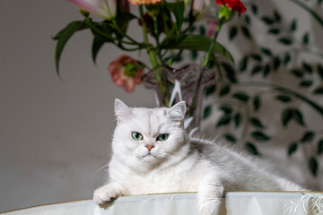 closeup of a white cat on the table