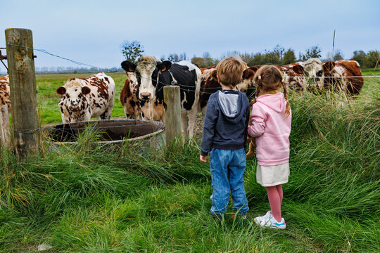 Boy and girl meet cows on a farm, observing them with curiosity