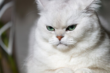 closeup of a white cat on the table
