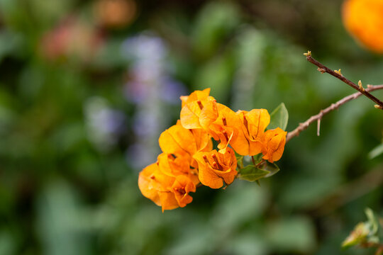 orange flower in spring - Powered by Adobe