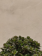 Close-Up of Succulent Plant Against Textured Wall
