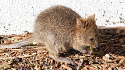 Cute quokka sitting on the ground at Rottnest Island, surrounded by nature