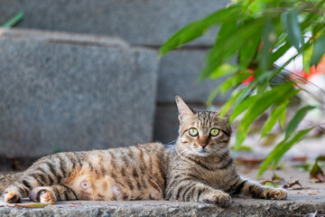 chinese demostic cat looking at camera