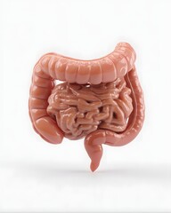 Simplified 3D rendering of human intestines on white background for digestive system education, gastrointestinal health awareness, anatomy teaching tools, or pharmaceutical advertisements