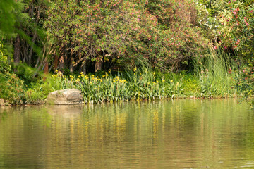 landscape of lake in park