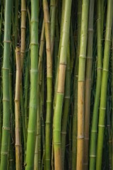 Obraz premium Close-up of interwoven bamboo stalks, natural texture , reed, brown, pattern