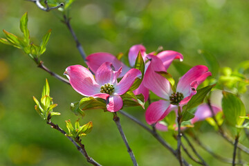 花弁のように開いた総苞の中央に花の塊が見えるハナミズキ