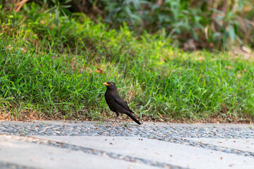 black bird on the grass