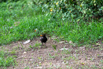 blackbird on the grass