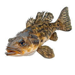 Obraz premium Unique freshwater fish species with distinct features swimming in a natural habitat during sunny daylight