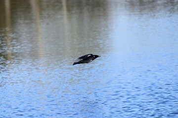 A crow in flight in spring over a forest lake.