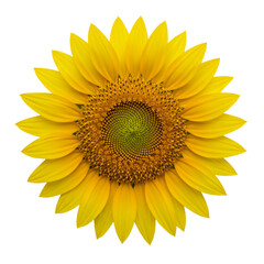 Fototapeta premium Bright sunflower in full bloom on a transparent background 
