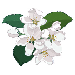 Spring Apple tree Blossom Flowers Floral Botanical Illustration