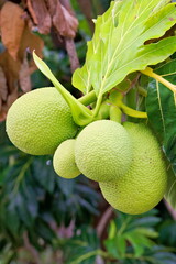 Fruits of the evergreen breadfruit tree, a medium-sized and broad-crowned tree