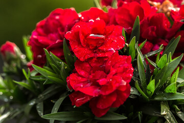 A close-up of a bouquet of bright red double carnations with water droplets on the petals. The flowers are tightly arranged among narrow green leaves. The water droplets add freshness and shine to the