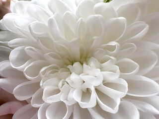 Close-up of white chrysanthemum blossom with delicate petals and soft texture