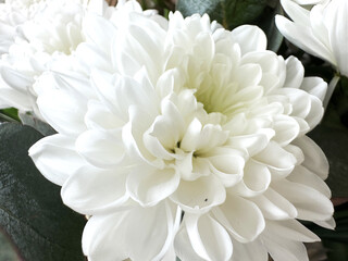 Close-up of white chrysanthemum flowers with green leaves in natural light