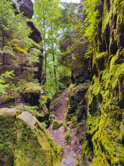 Griesgrund Canyon near Bastei. Magical enchanted fairytale forest with fern, moss, lichen and sandstone rocks at the hiking trail Malerweg in the national park Saxon Switzerland, Saxony, Germany