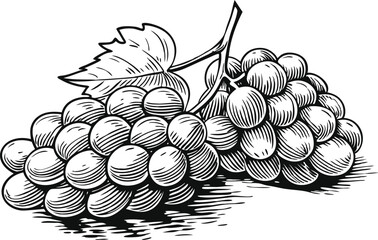 Grape bunches set collection in sketch engraving style, black and white scratch board imitation vintage illustration bundle

