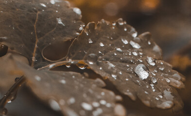 A close-up of a fading autumn leaf of a brownish hue, covered with many transparent water drops. The drops of different sizes shine, reflecting the light. 