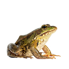 Naklejka premium frog on white background