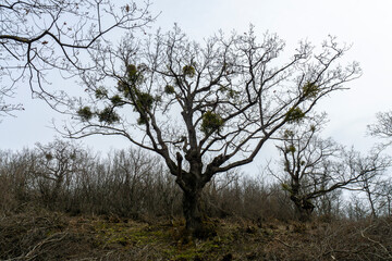 Autumn tree without leaves with parasitic Omela Viscum growths on branches against cloudy sky. Bushes without leaves and autumn grass in the background