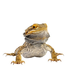 lizard isolated on white background