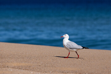 Portrait of a common seagull with red feet walking along a sandy beach shoreline with blue ocean backdrop.