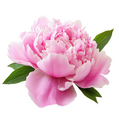 Beautiful pink peony flower with lush green leaves on a white background showcasing its delicate petals and vibrant color