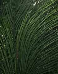 Deep green hues, visible fibers, sunlit palm leaf surface , nature, design