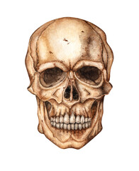 Skull human realistic frontal watercolor illustration. Bones creepy, terrible. Day the Dead, Halloween, Dia de los muertos. Isolated from background. Ideal for medical, educational or themed designs.