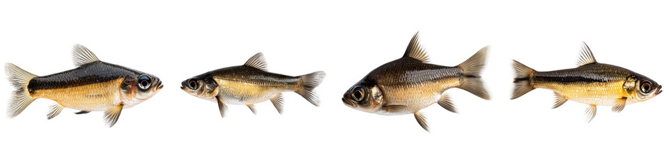 A school of colorful freshwater fish swimming underwater.