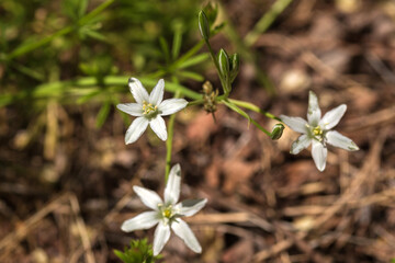 white flowers in the garden