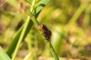dragonfly on a leaf