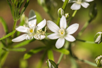 white spring flowers