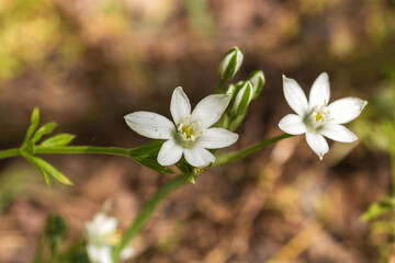 white spring flowers