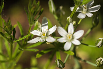 white spring flowers