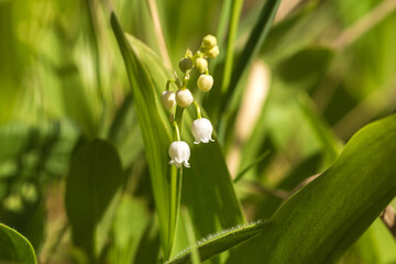 lily of the valley