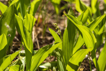 Obraz premium green corn field