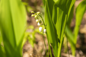 Fototapeta premium lily of the valley