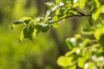 spring blossom in spring